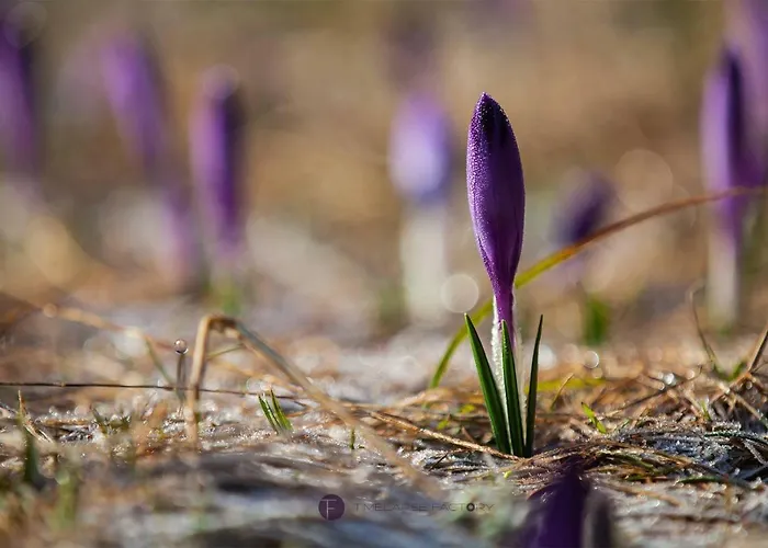 Koryntia Appartamento